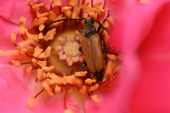 Lepturini