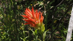 Castilleja miniata oblongifolia
