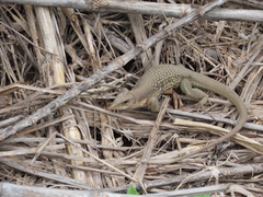 Aspidoscelis motaguae