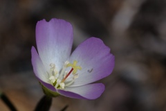 Clarkia arcuata