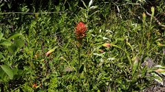 Castilleja miniata oblongifolia