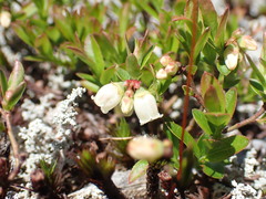 Vaccinium boreale