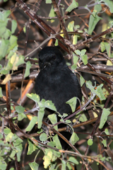 Laniarius funebris