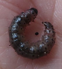 Scolecocampa liburna