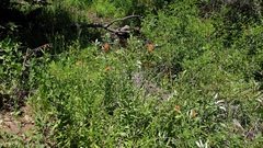 Castilleja miniata oblongifolia