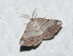 Eumacaria madopata