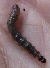 Scolecocampa liburna