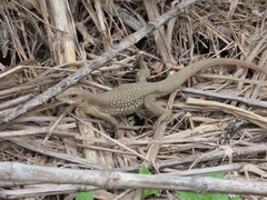 Aspidoscelis motaguae