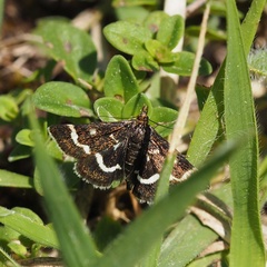 Pyrausta nigrata