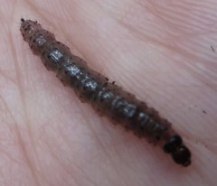 Scolecocampa liburna