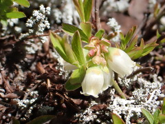 Vaccinium boreale