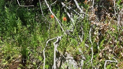 Castilleja miniata oblongifolia