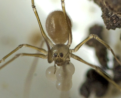 Spermophora