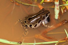 Kassina senegalensis