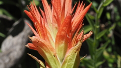 Castilleja miniata oblongifolia