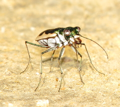Eunota circumpicta