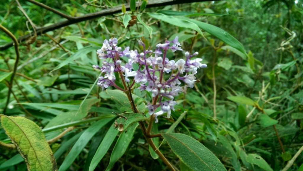 Plectranthus rubroviolaceus