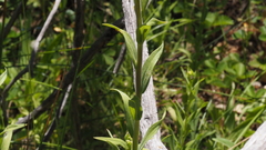 Castilleja miniata oblongifolia