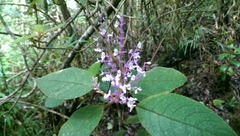 Plectranthus rubroviolaceus