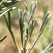 Artemisia tripartita - Photo (c) Jason Headley,  זכויות יוצרים חלקיות (CC BY-NC), הועלה על ידי Jason Headley