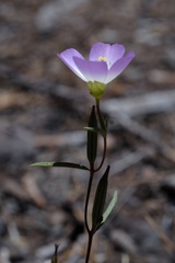 Clarkia arcuata