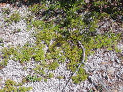 Vaccinium boreale