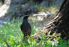 Melanotis caerulescens