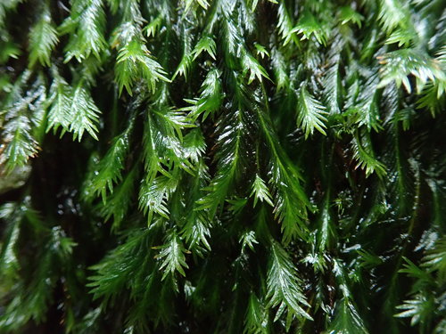 Image of Fissidens grandifrons by no rights reserved