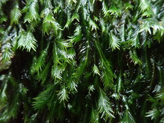 Fissidens grandifrons