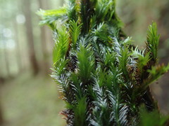 Fissidens grandifrons