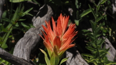 Castilleja miniata oblongifolia