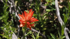 Castilleja miniata oblongifolia
