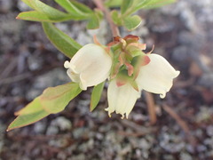 Vaccinium boreale