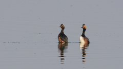 Podiceps nigricollis