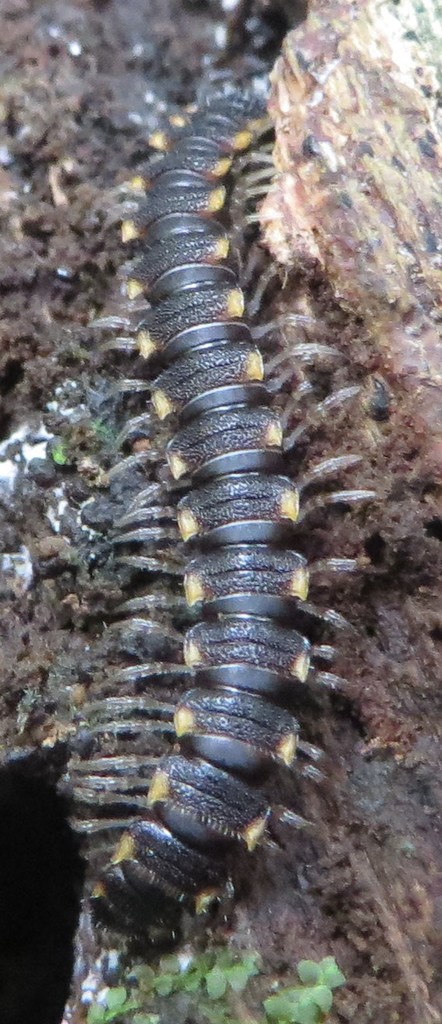 Chondromorpha xanthotricha