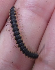 Chondromorpha xanthotricha