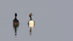 Podiceps nigricollis