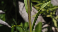 Castilleja miniata oblongifolia