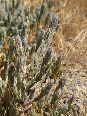 Chloropyron palmatum