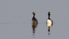 Podiceps nigricollis