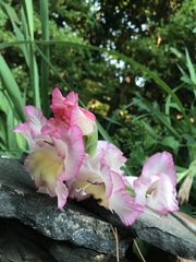 Gladiolus × hortulanus