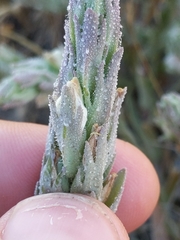 Chloropyron palmatum