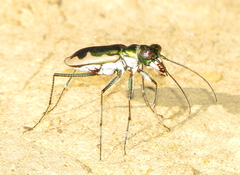 Eunota circumpicta