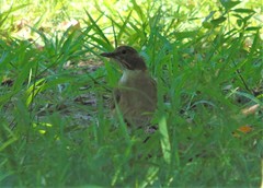 Turdus assimilis