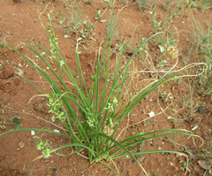 Dipcadi marlothii