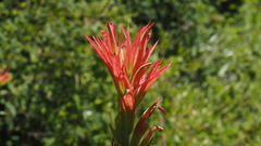 Castilleja miniata oblongifolia