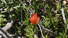 Castilleja miniata oblongifolia