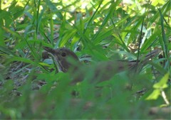 Turdus assimilis