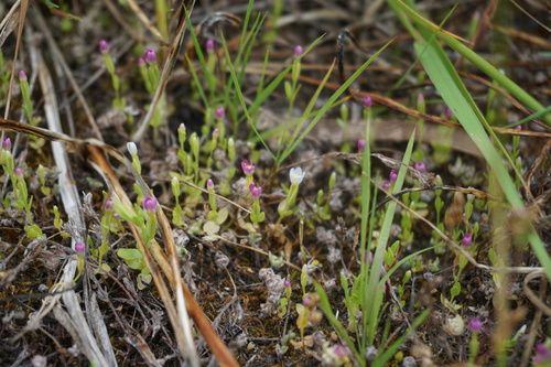 Image of Zeltnera muehlenbergii by no rights reserved