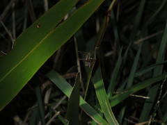 Conocephalus albescens